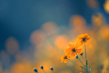 《朝花夕拾》中《狗猫鼠》的主要内容及作者表达的思想感情 狗猫鼠的主要内容